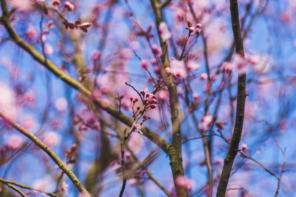 nature-flowers-summer-branches