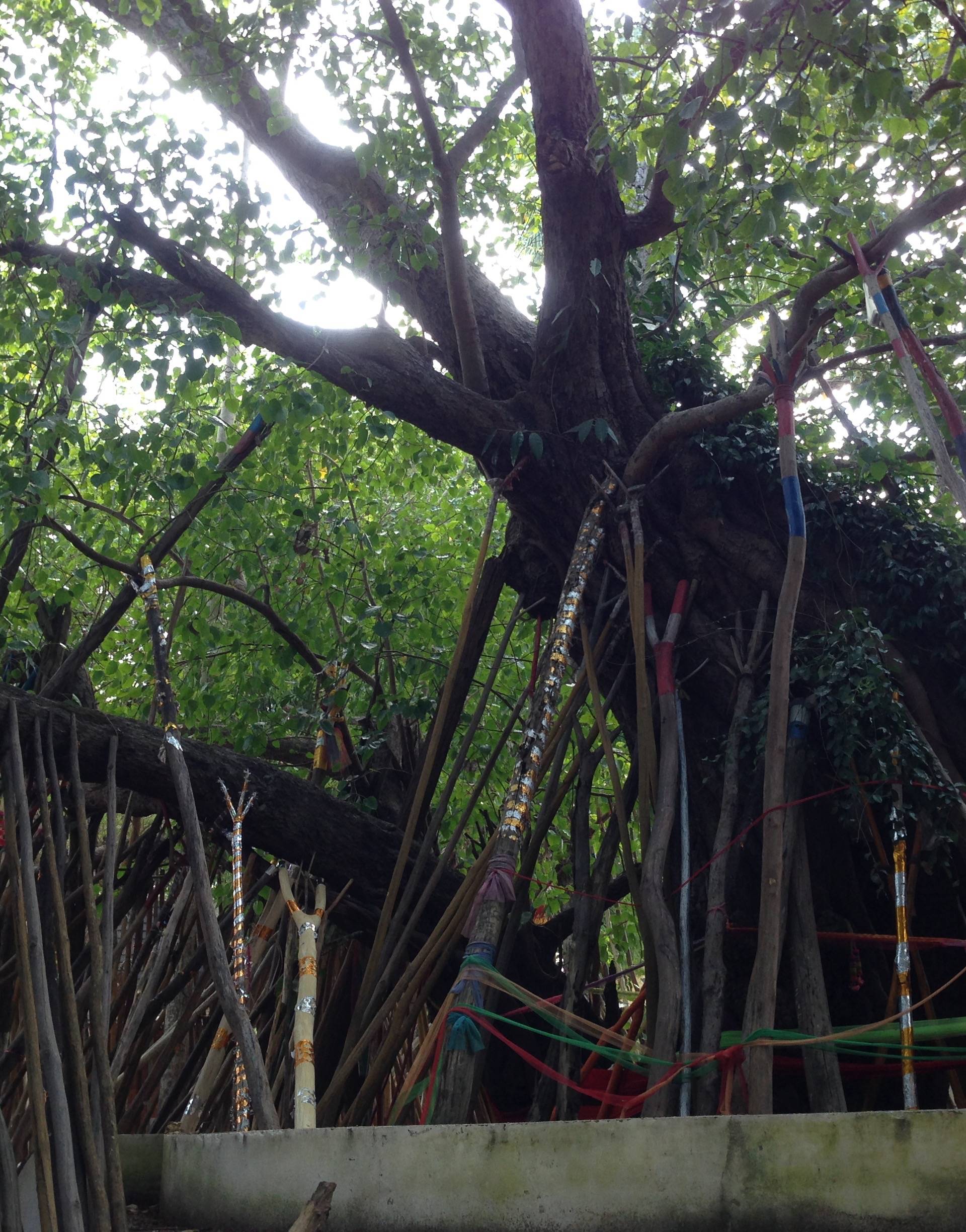 ทริปลำปาง ลำพูน เชียงใหม่ (ตอนที่ ๑)